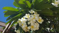 Hawaii Flugticket