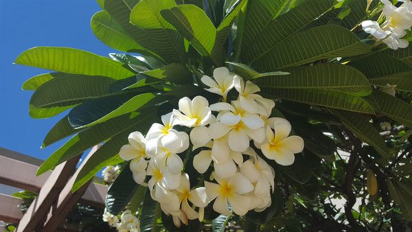 Hawaii Flugticket